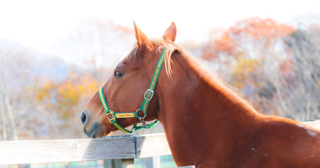 2022年、うらかわ優駿ビレッジAERUで撮影されたスズカフェニックスの写真。牧柵の上に顔を出して隣の放牧地を見つめる姿が、知的で穏やかな雰囲気を感じさせる一枚