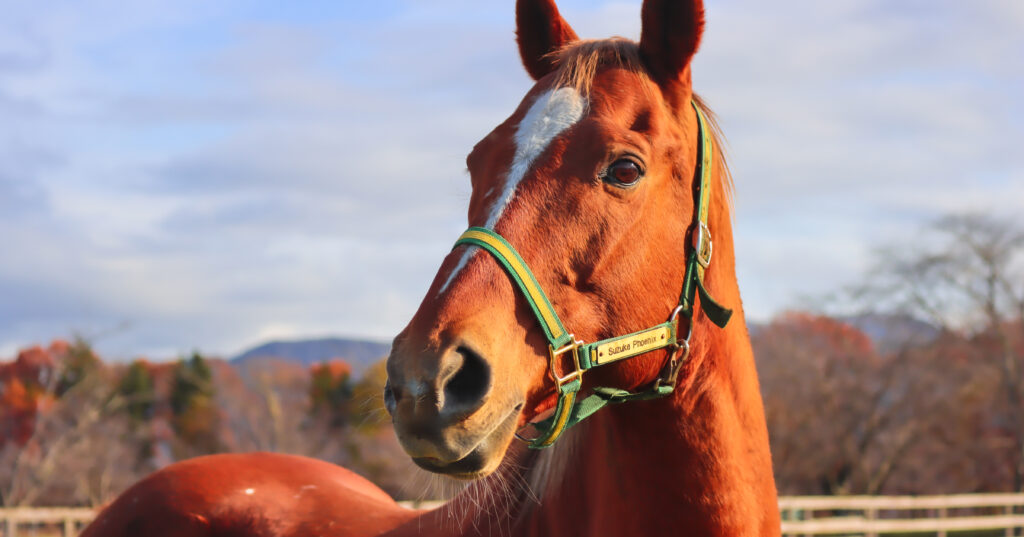 2022年、うらかわ優駿ビレッジAERUの放牧地で撮影されたスズカフェニックスの写真。つぶらな瞳でこちらを見つめる優しい表情が印象的な一枚