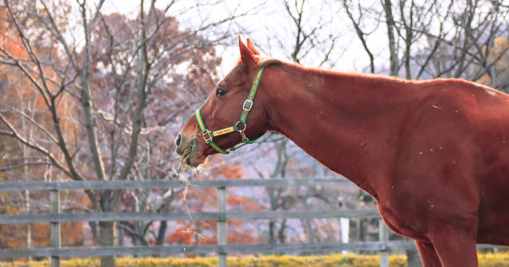 2022年、うらかわ優駿ビレッジAERUの放牧地で撮影されたスズカフェニックスの写真。牧草を食べながら遠くを見つめる姿が穏やかで印象的な一枚