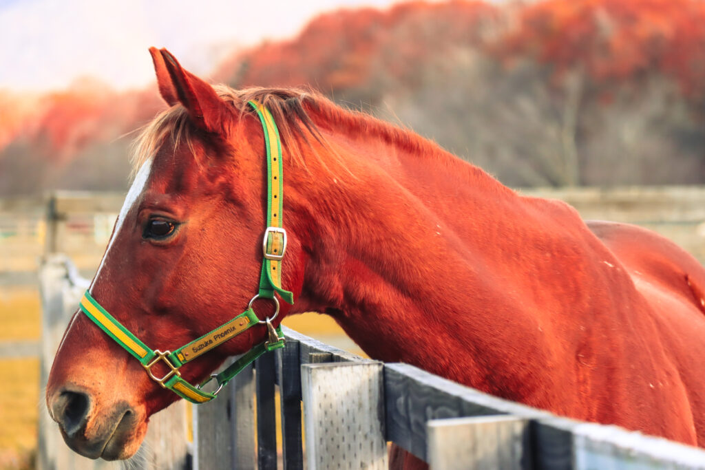 2022年、うらかわ優駿ビレッジAERUで撮影されたスズカフェニックスの写真。牧柵の上に顔を出して隣の放牧地を見つめる姿が、知的で穏やかな雰囲気を感じさせる一枚