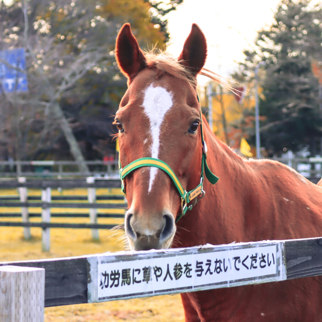 「人参を与えないでください」の注意書きの上から、何かを訴えるようにじっとこちらを見るスズカフェニックス。2022年、うらかわ優駿ビレッジAERUでの微笑ましい一瞬