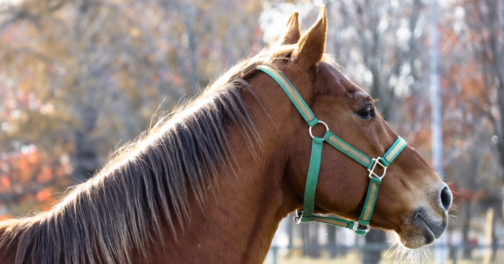 2022年、うらかわ優駿ビレッジAERUで撮影されたスズカフェニックスの写真。日差しを浴びてタテガミが美しく光り、遠くを見つめるような眼差しが印象的な一枚