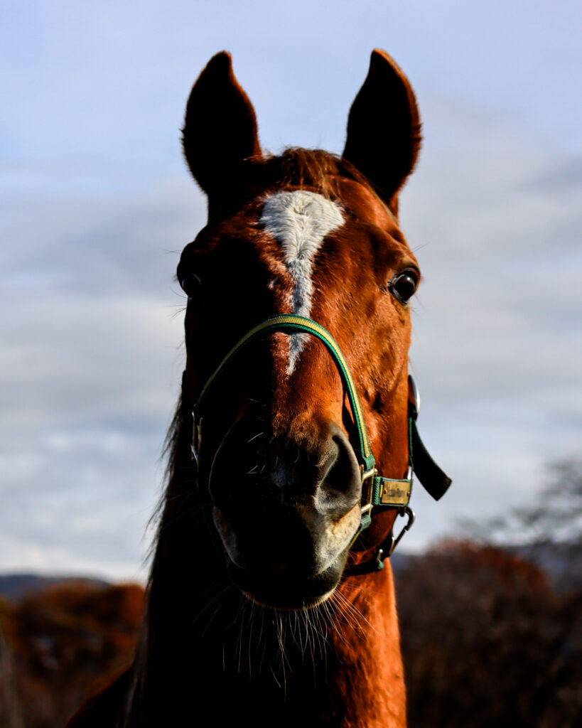 2022年、うらかわ優駿ビレッジAERUで撮影されたスズカフェニックスの写真。こちらをじっと見つめる眼差しに、スプリント王の風格と穏やかな優しさが感じられる一枚