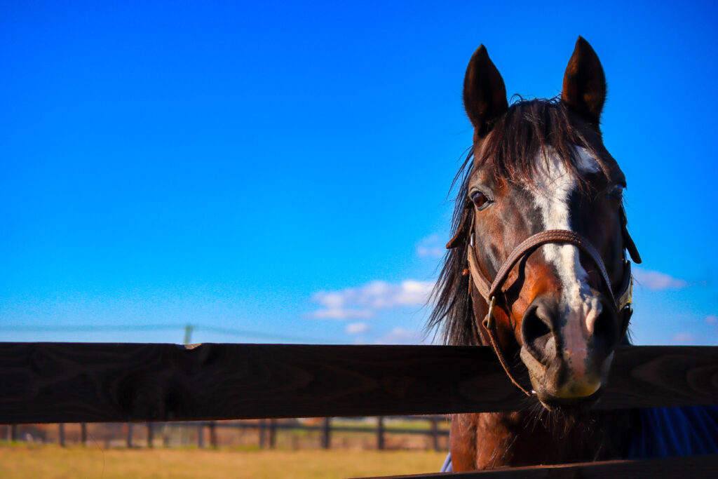Yogiboヴェルサイユリゾートファームで撮影した、青空の下、人参を求めて牧柵の上からこちらを真っすぐに見つめるタニノギムレットの写真