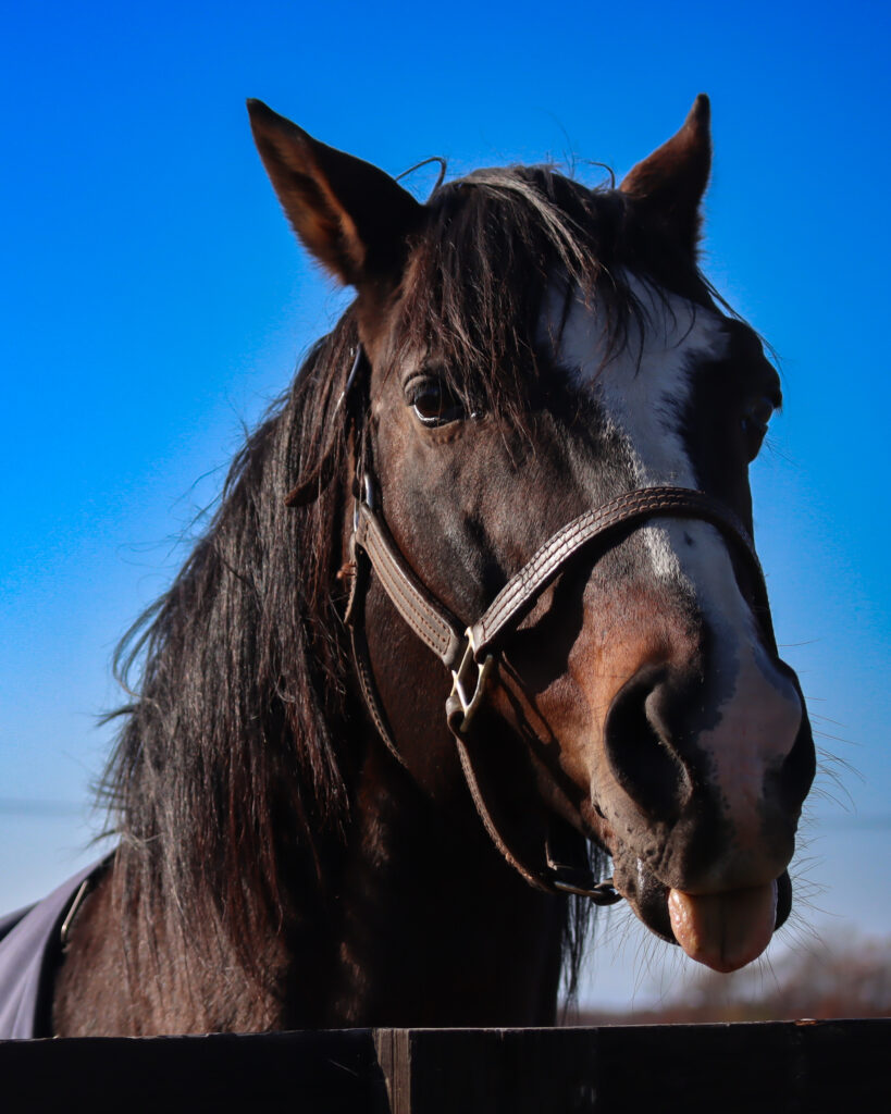 2022年11月、Yogiboヴェルサイユリゾートファームの放牧地で、こちらを見つめながら舌を出して“べー”っとするタニノギムレットのお茶目な表情