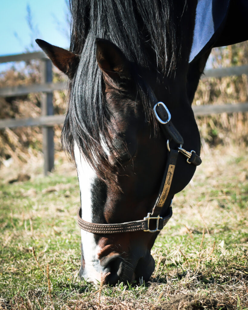 2022年11月、Yogiboヴェルサイユリゾートファームの放牧地で黙々と草を食べるタニノギムレットの穏やかな日常の一コマ