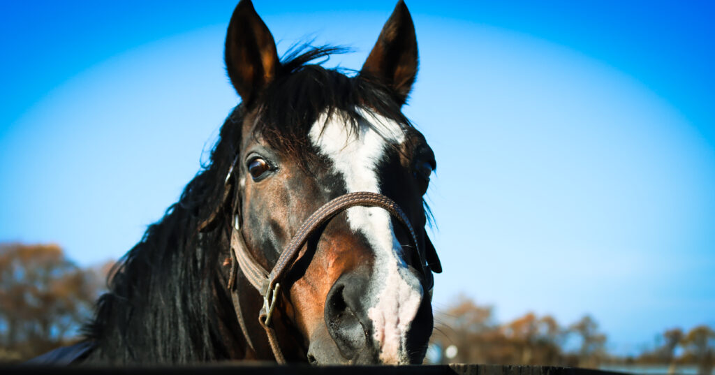 2022年11月、Yogiboヴェルサイユリゾートファームの放牧地でこちらをまっすぐに見つめるタニノギムレットの力強い眼差しが印象的な一枚