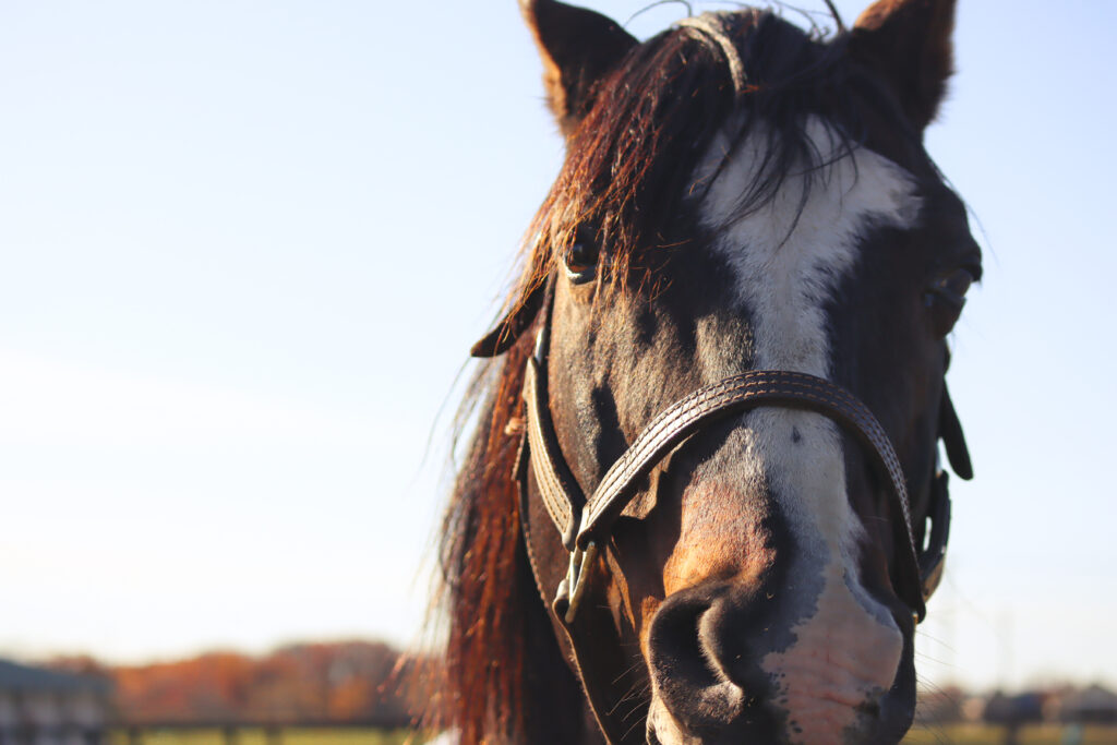 2022年11月、Yogiboヴェルサイユリゾートファームの放牧地でこちらを見つめるタニノギムレット。ムニっとしたお鼻が少しかわいらしい表情