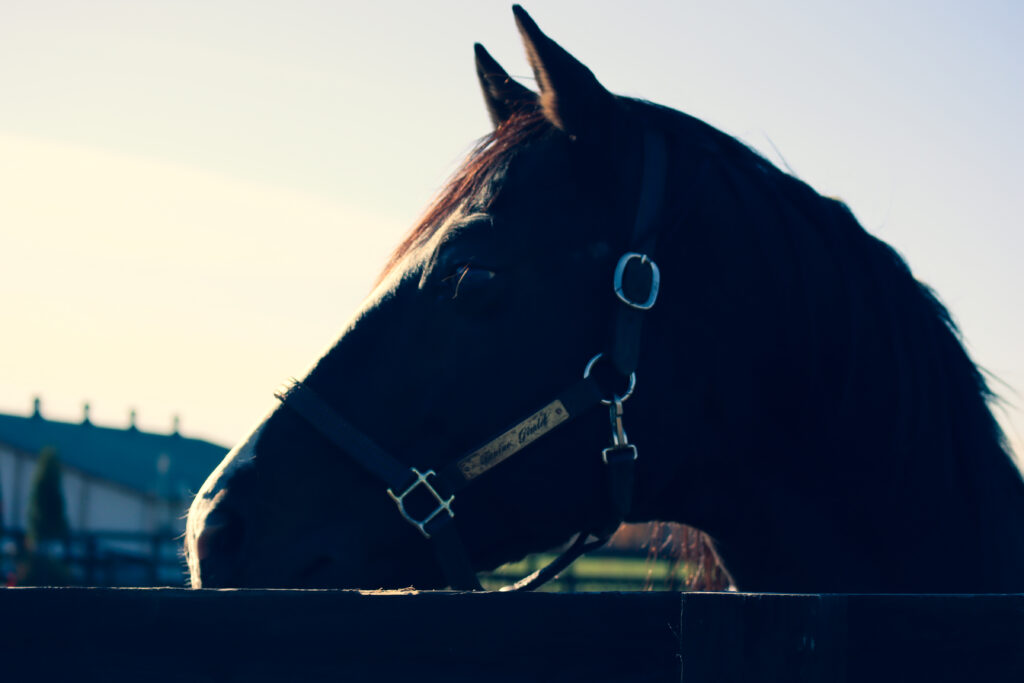 2022年11月、Yogiboヴェルサイユリゾートファームの放牧地で遠くを見つめるタニノギムレットの横顔が印象的な一枚