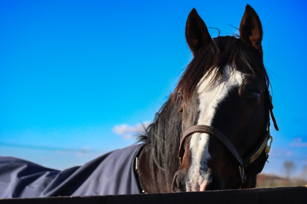 2022年11月、Yogiboヴェルサイユリゾートファームの放牧地で、青空の下こちらを見つめるタニノギムレットの凛々しい表情が印象的な写真