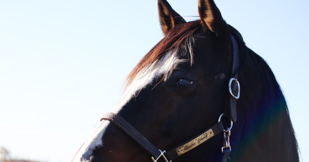 2022年11月、Yogiboヴェルサイユリゾートファームの放牧地で遠くを見つめるタニノギムレットの横顔が印象的な一枚