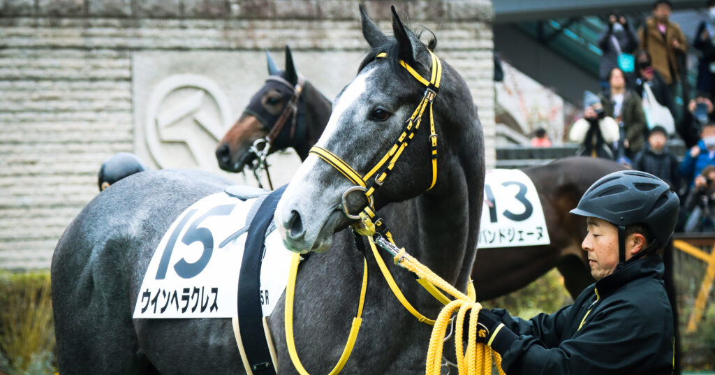 2024年2月4日東京競馬場のメイクデビュー新馬戦、パドックで落ち着いた気配を見せる出資馬ウインヘラクレスの初出走前の姿