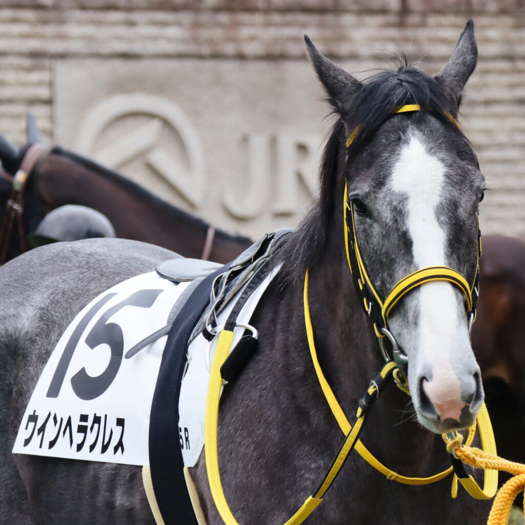 2024年2月4日東京競馬場のメイクデビュー新馬戦、パドックで落ち着いた気配を見せる出資馬ウインヘラクレスの初出走前の姿