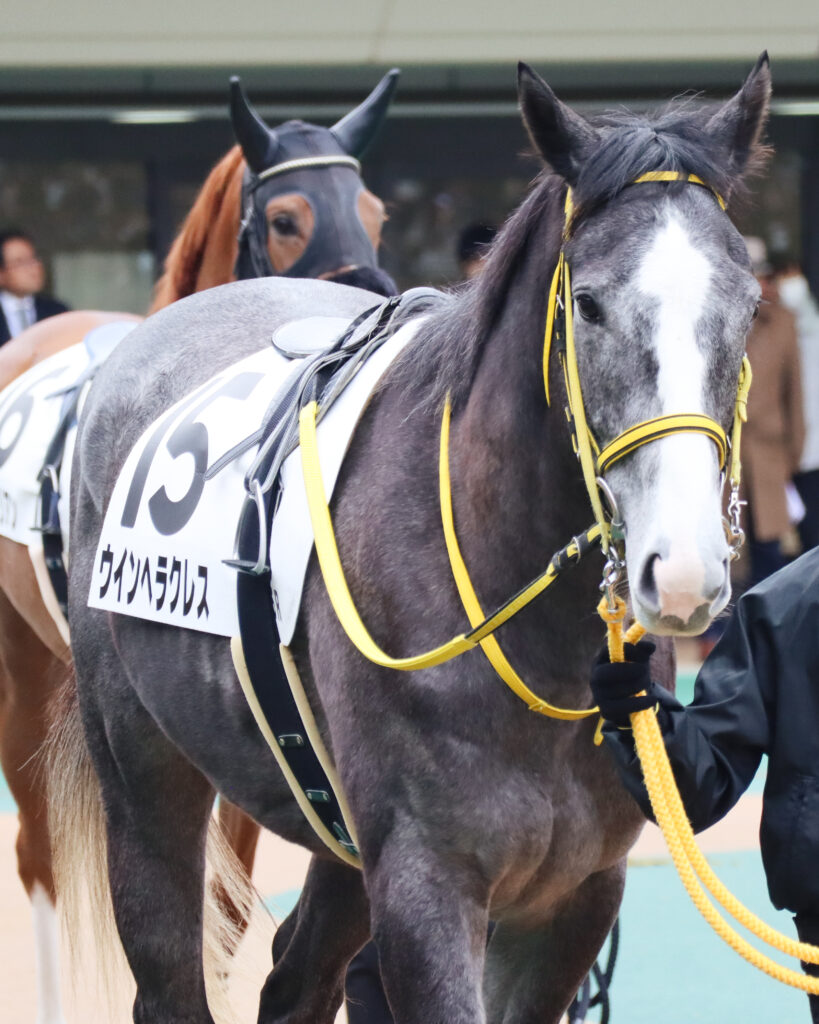 2024年2月4日東京競馬場のメイクデビュー新馬戦、パドックで落ち着いた気配を見せる出資馬ウインヘラクレスの初出走前の姿