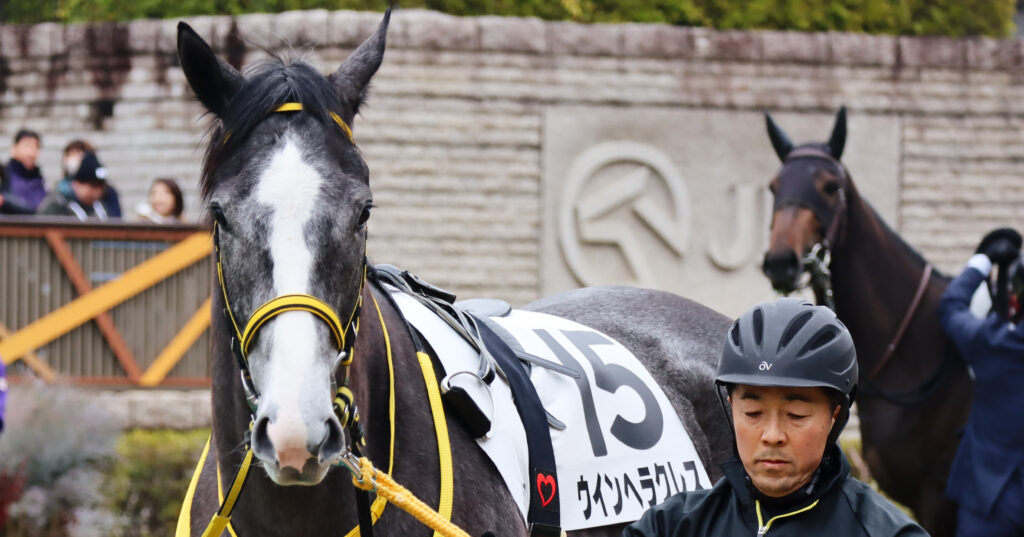 2024年2月4日東京競馬場のメイクデビュー新馬戦、パドックで落ち着いた気配を見せる出資馬ウインヘラクレスの初出走前の姿