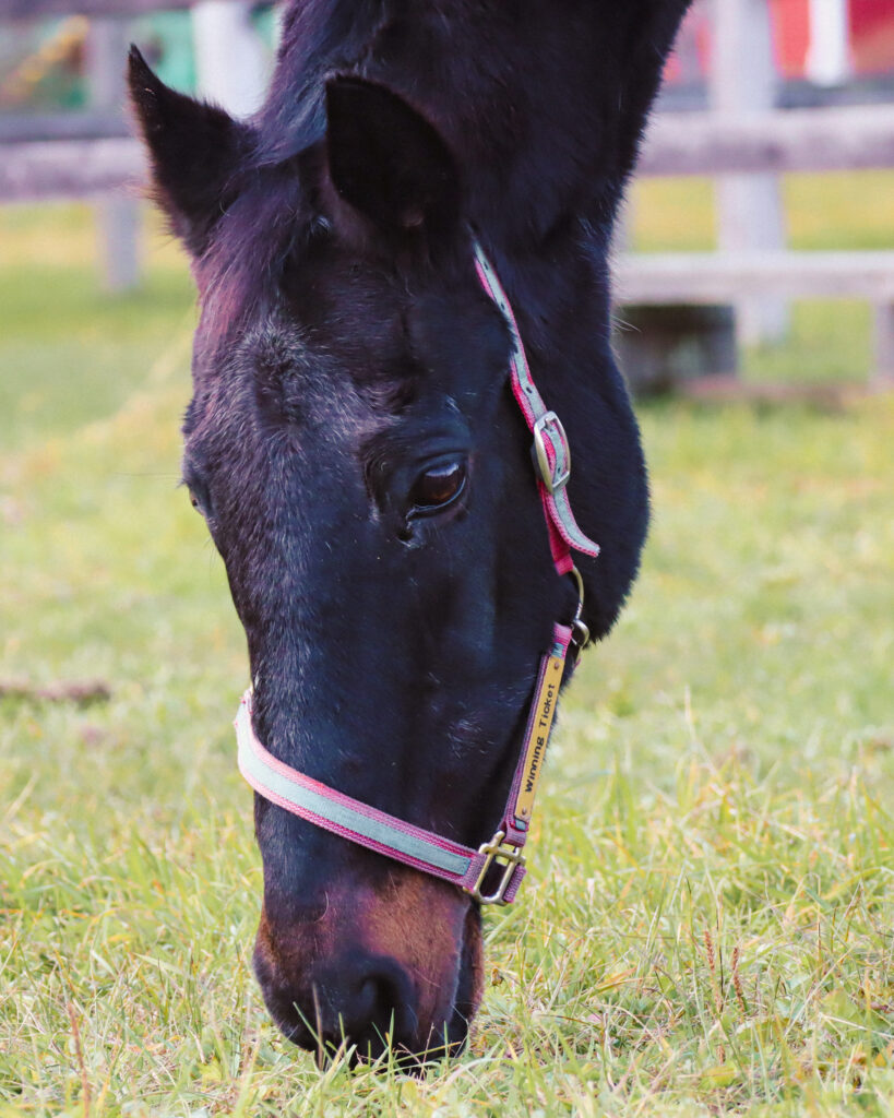2022年、うらかわ優駿ビレッジAERUで撮影されたウイニングチケットの写真。一心不乱に草を食べる姿に名馬の静かな生命力が感じられる一枚