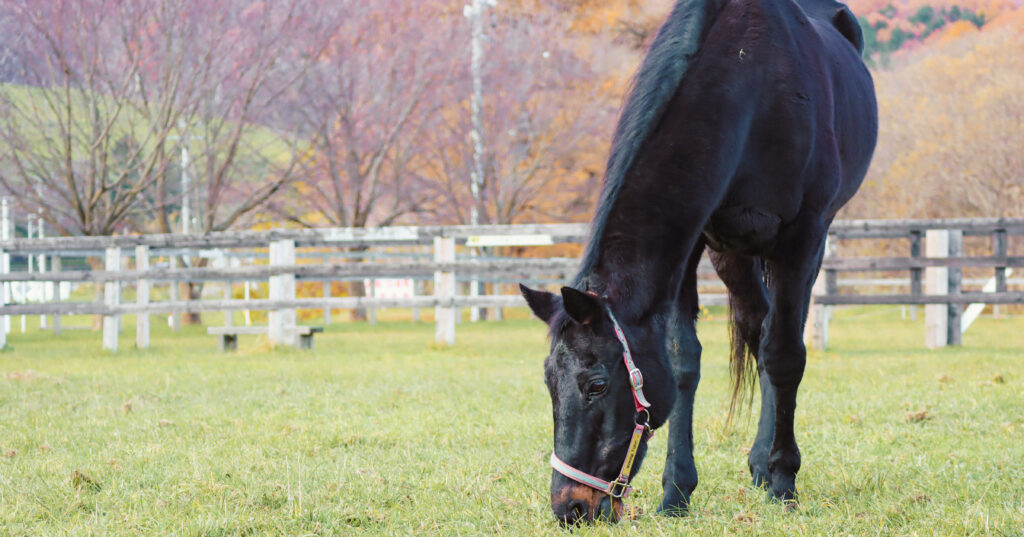 2022年、うらかわ優駿ビレッジAERUで撮影されたウイニングチケットの写真。木の葉が落ち冬の気配が漂う中、一心不乱に草を食べる姿に名馬の静かな生命力が感じられる一枚