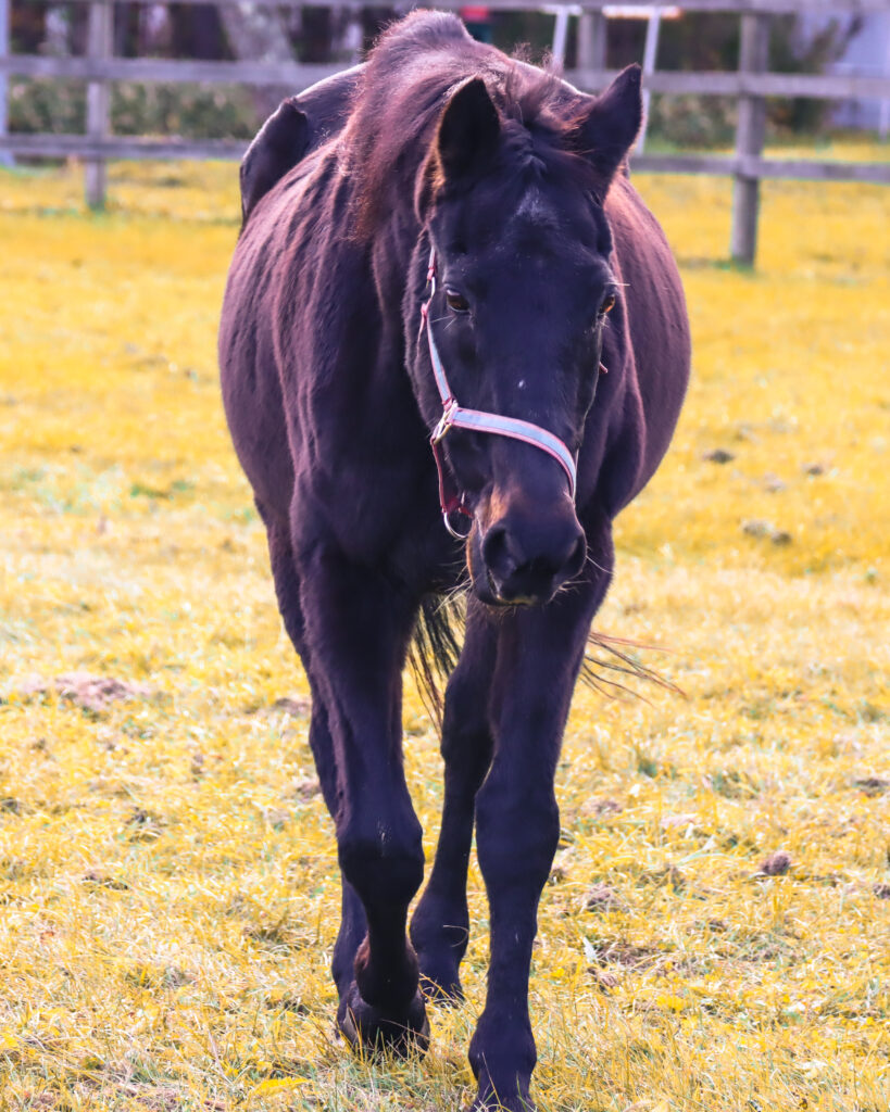 2022年撮影、うらかわ優駿ビレッジAERUでこちらに向かって歩いてくるウイニングチケットの写真。