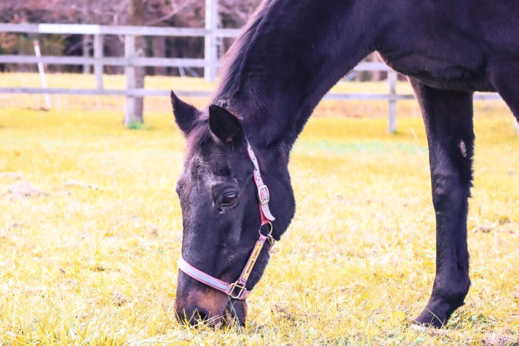 2022年、うらかわ優駿ビレッジAERUで撮影されたウイニングチケットの写真。一心不乱に草を食べる姿に名馬の静かな生命力が感じられる一枚