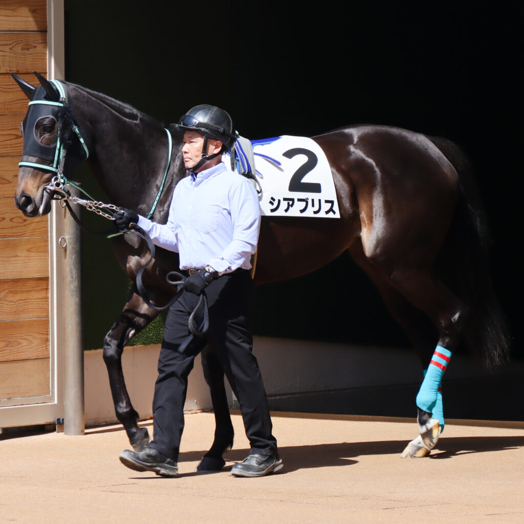 2024年3月16日中山競馬場の未勝利戦、パドックで撮影された出資馬シアブリスのレース直前写真