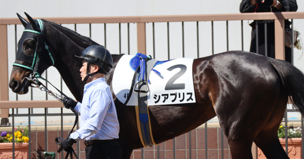 2024年3月16日中山競馬場の未勝利戦、パドックで撮影された出資馬シアブリスのレース直前写真