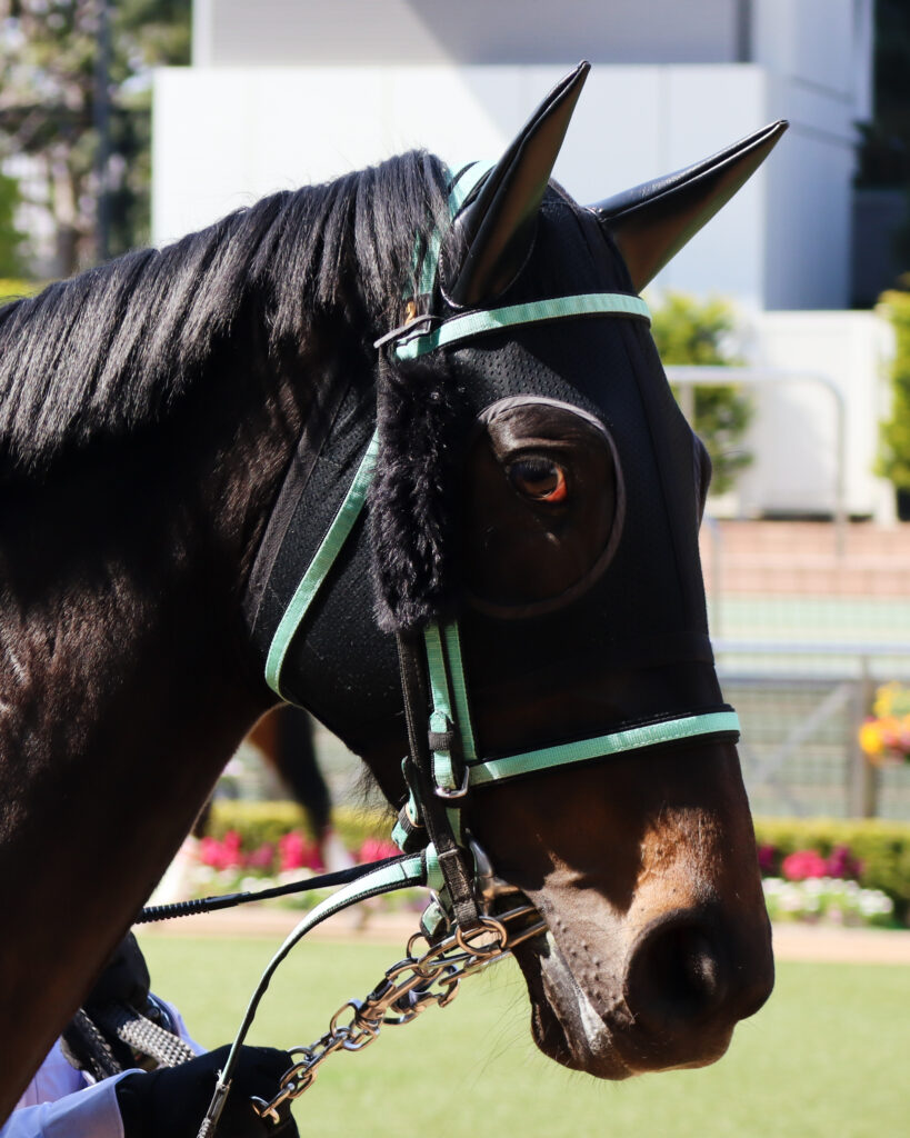 2024年3月16日中山競馬場の未勝利戦、パドックで撮影された出資馬シアブリスのレース直前写真