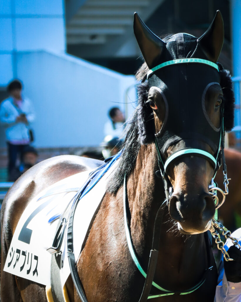 2024年3月16日中山競馬場の未勝利戦、パドックで撮影された出資馬シアブリスのレース直前写真