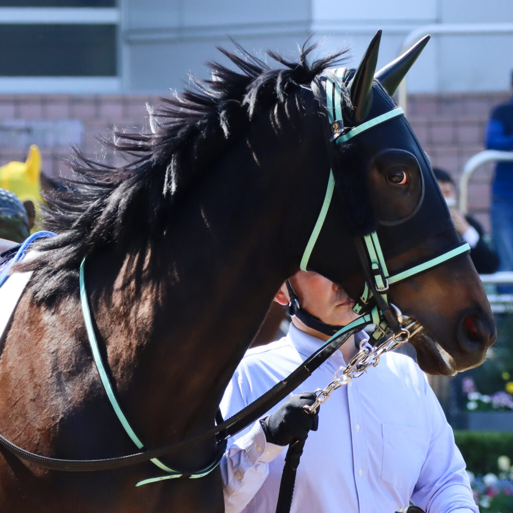 2024年3月16日中山競馬場の未勝利戦、パドックで撮影された出資馬シアブリスのレース直前写真