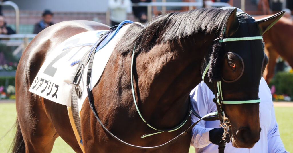 2024年3月16日中山競馬場の未勝利戦、パドックで撮影された出資馬シアブリスのレース直前写真