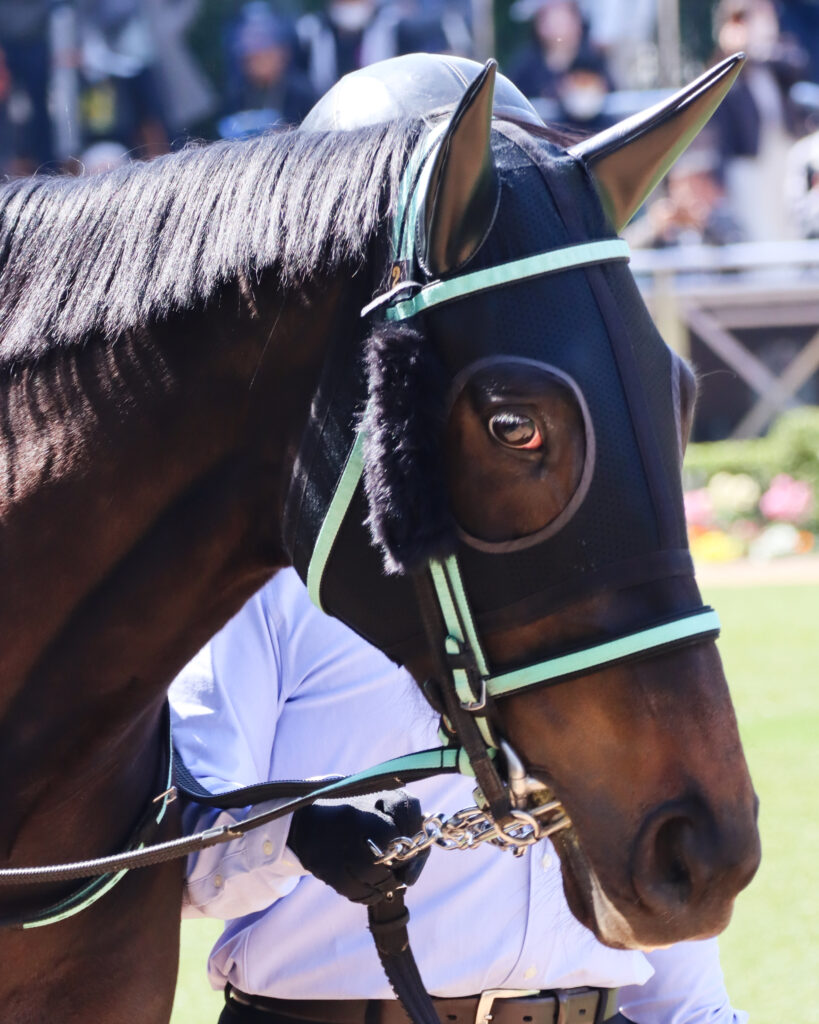 2024年3月16日中山競馬場の未勝利戦、パドックで撮影された出資馬シアブリスのレース直前写真
