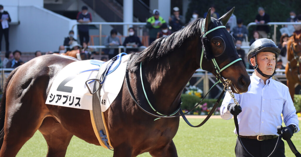 2024年3月16日中山競馬場の未勝利戦、パドックで撮影された出資馬シアブリスのレース直前写真