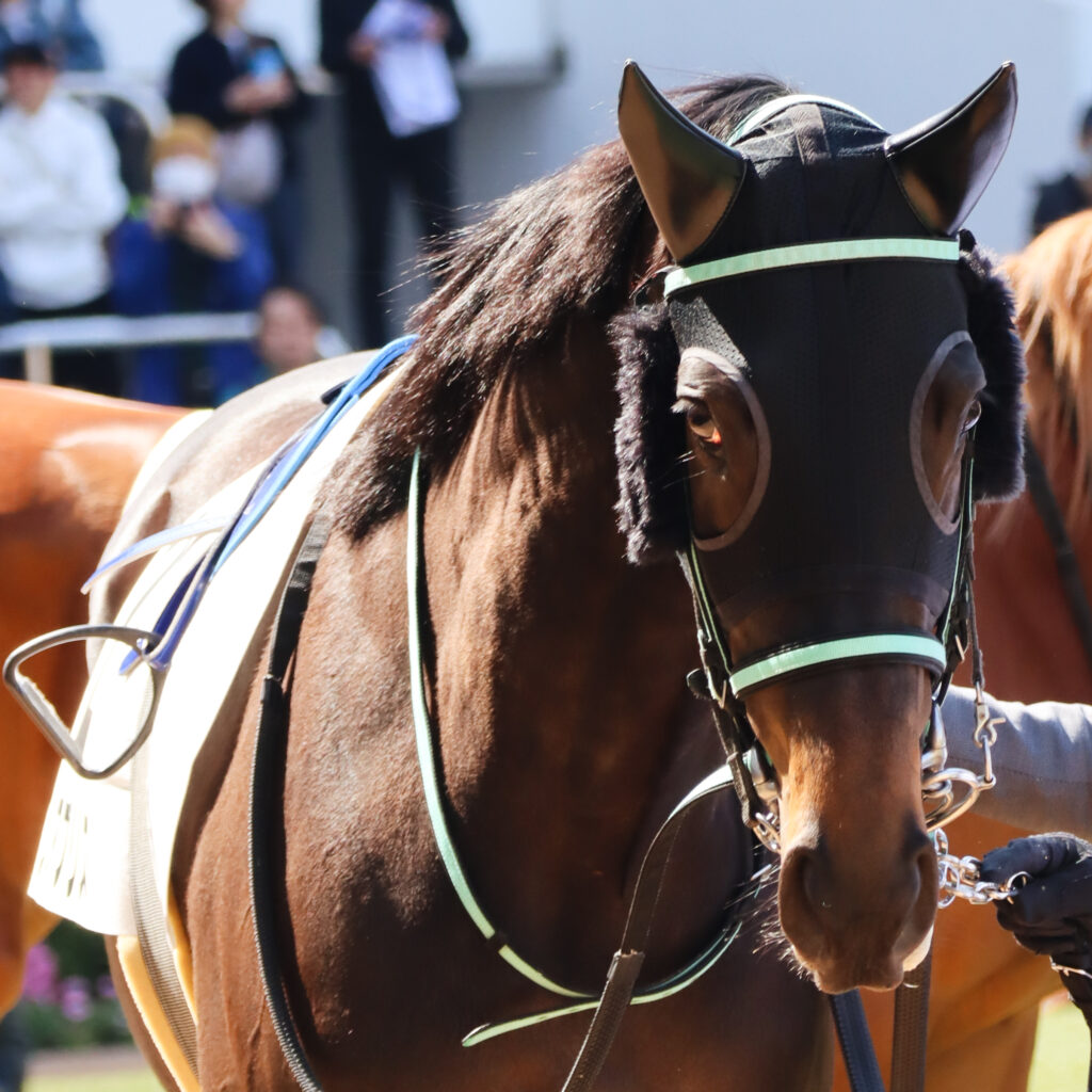 2024年3月16日中山競馬場の未勝利戦、パドックで撮影された出資馬シアブリスのレース直前写真