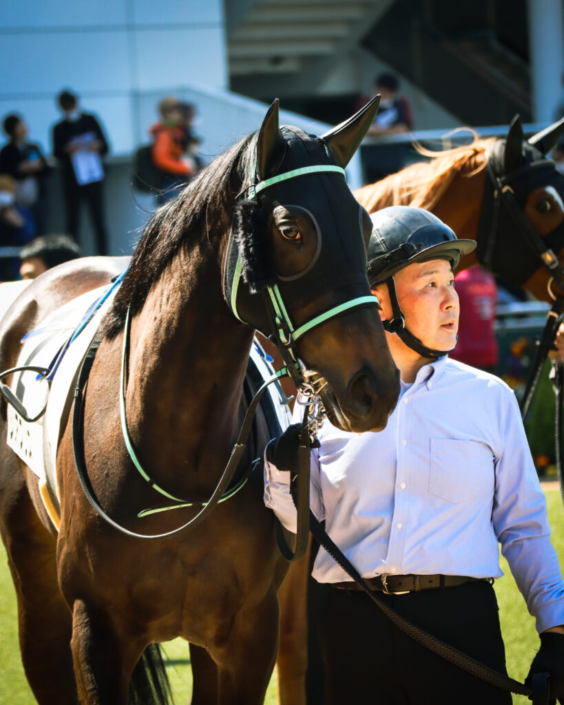 2024年3月16日中山競馬場の未勝利戦、パドックで撮影された出資馬シアブリスのレース直前写真