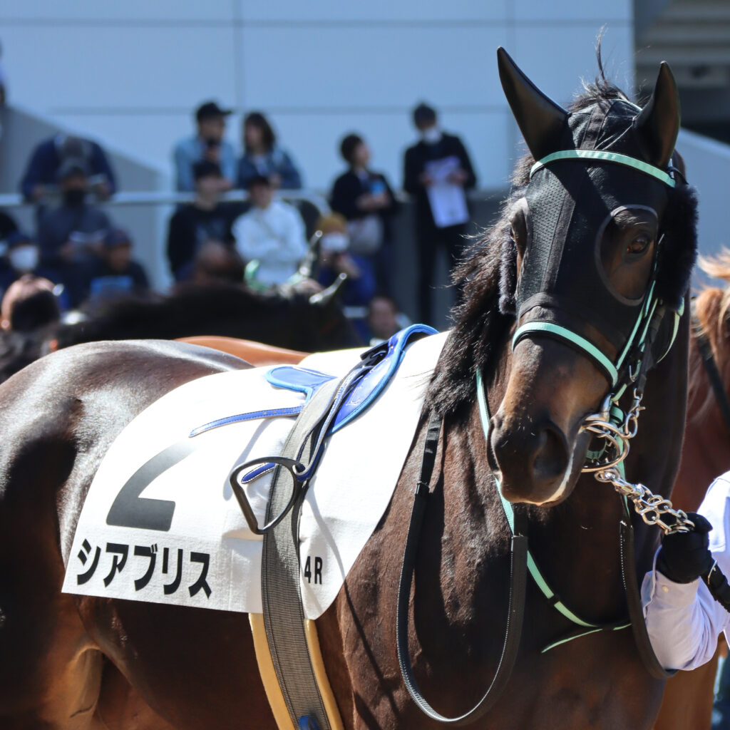 2024年3月16日中山競馬場の未勝利戦、パドックで撮影された出資馬シアブリスのレース直前写真