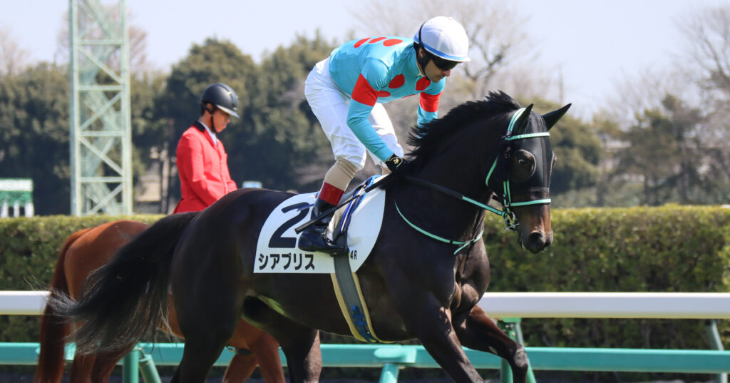 2024年3月16日中山競馬場の未勝利戦、返し馬でルメール騎手が騎乗する出資馬シアブリスのレース前の姿