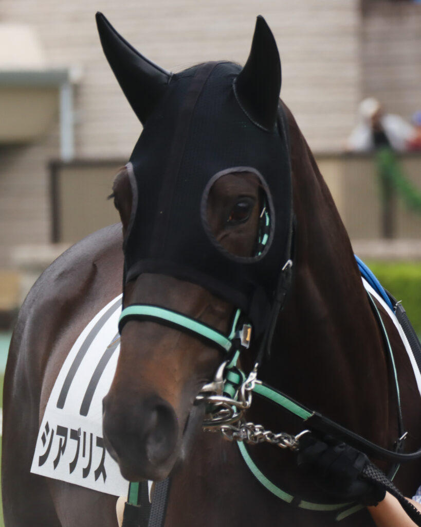 2024年5月12日東京競馬場の未勝利戦、パドックで落ち着いた様子を見せながら周回する出資馬シアブリスの写真