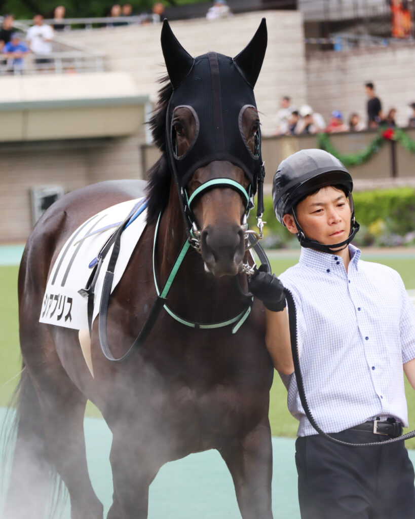 2024年5月12日東京競馬場の未勝利戦、パドックで落ち着いた様子を見せながら周回する出資馬シアブリスの写真