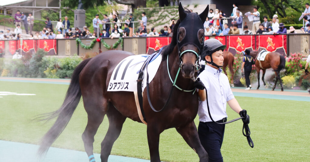 2024年5月12日東京競馬場の未勝利戦、パドックで落ち着いた様子を見せながら周回する出資馬シアブリスの写真