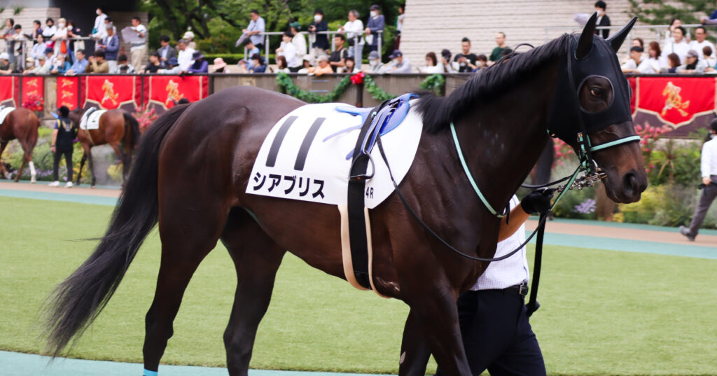 2024年5月12日東京競馬場の未勝利戦、パドックで落ち着いた様子を見せながら周回する出資馬シアブリスの写真