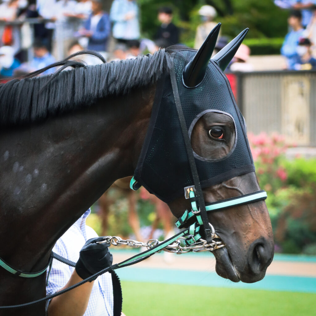 2024年5月12日東京競馬場の未勝利戦、パドックで落ち着いた様子を見せながら周回する出資馬シアブリスの写真