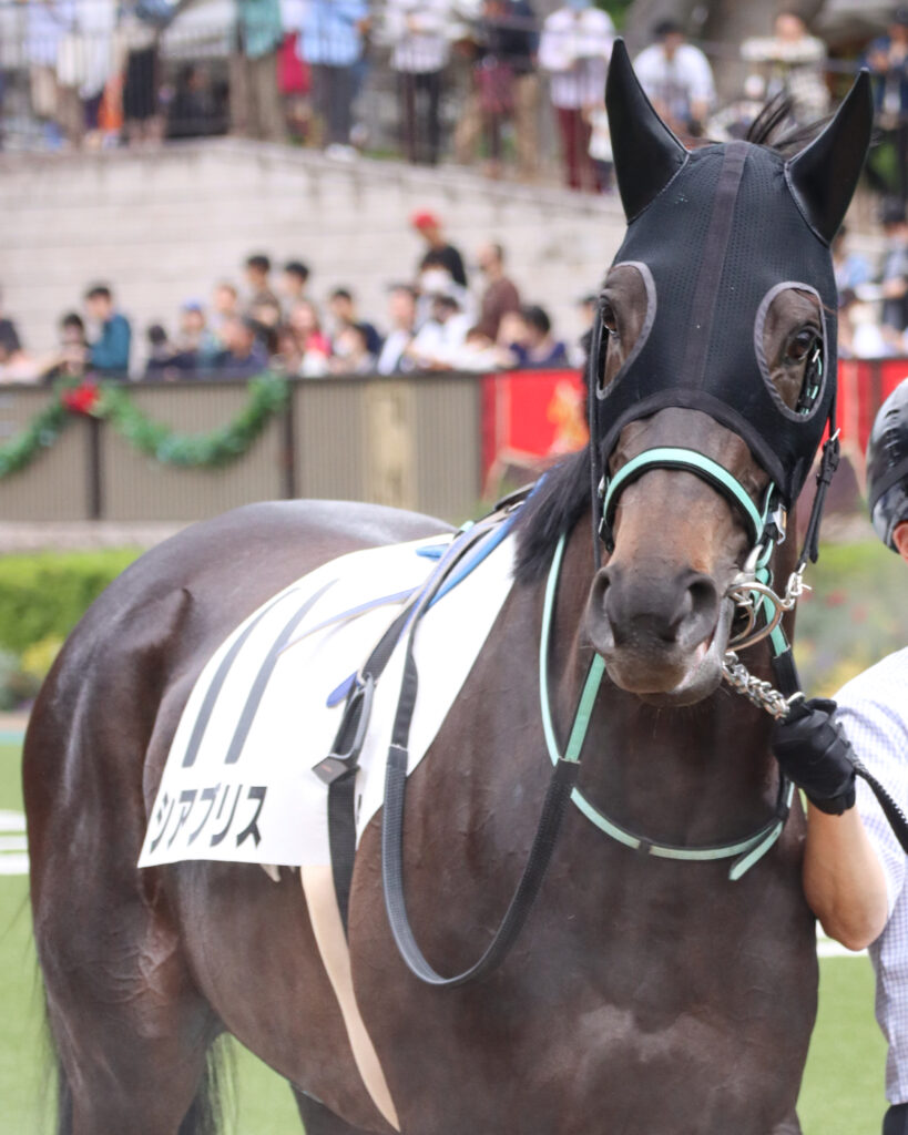 2024年5月12日東京競馬場の未勝利戦、パドックで落ち着いた様子を見せながら周回する出資馬シアブリスの写真