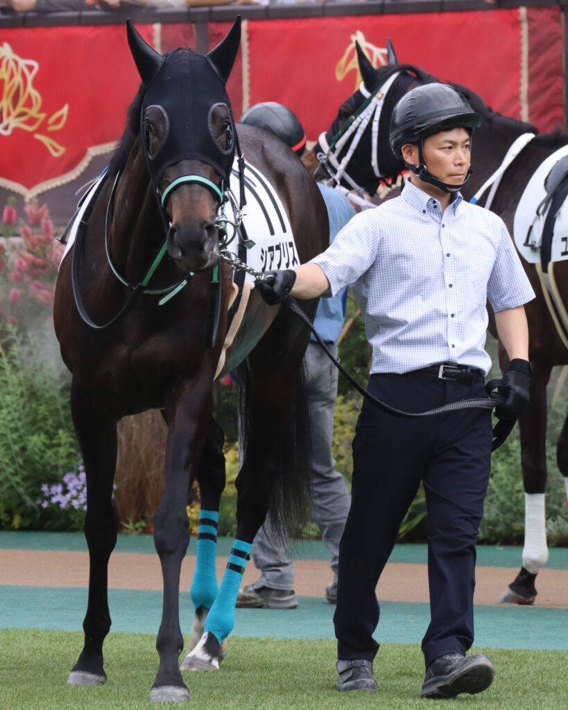 2024年5月12日東京競馬場の未勝利戦、パドックで落ち着いた様子を見せながら周回する出資馬シアブリスの写真