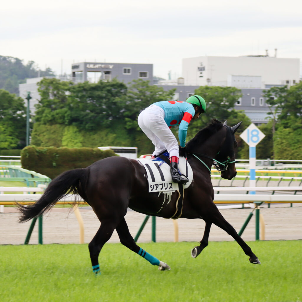 2024年5月12日東京競馬場の未勝利戦、返し馬でルメール騎手が騎乗しレース前の気配を見せる出資馬シアブリスの姿