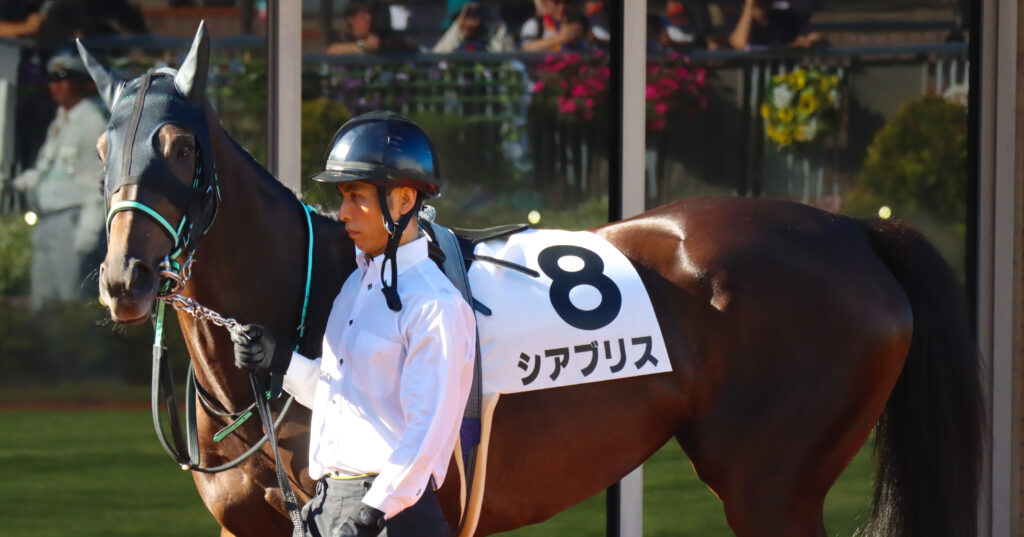 2024年8月17日新潟競馬場の3歳以上1勝クラス、パドックを落ち着いて周回する出資馬シアブリスの姿