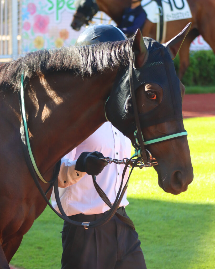 2024年8月17日新潟競馬場の3歳以上1勝クラス、パドックを落ち着いて周回する出資馬シアブリスの姿