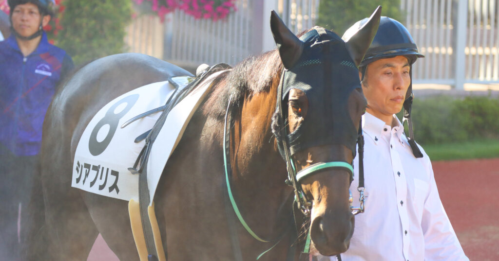 2024年8月17日新潟競馬場の3歳以上1勝クラス、パドックを落ち着いて周回する出資馬シアブリスの姿