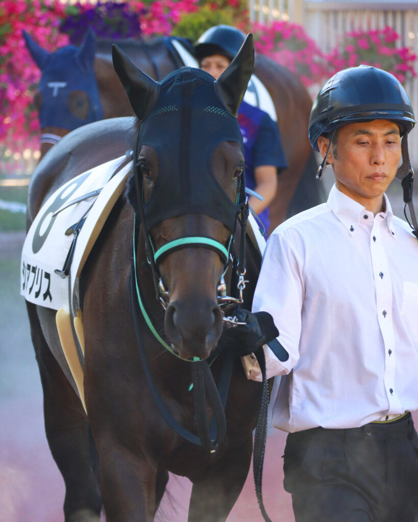 2024年8月17日新潟競馬場の3歳以上1勝クラス、パドックを落ち着いて周回する出資馬シアブリスの姿
