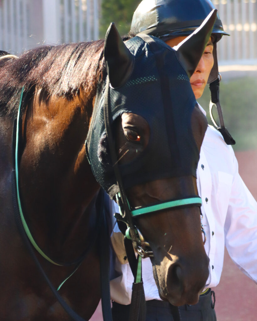 2024年8月17日新潟競馬場の3歳以上1勝クラス、パドックを落ち着いて周回する出資馬シアブリスの姿