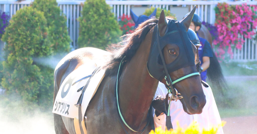 2024年8月17日新潟競馬場の3歳以上1勝クラス、パドックを落ち着いて周回する出資馬シアブリスの姿