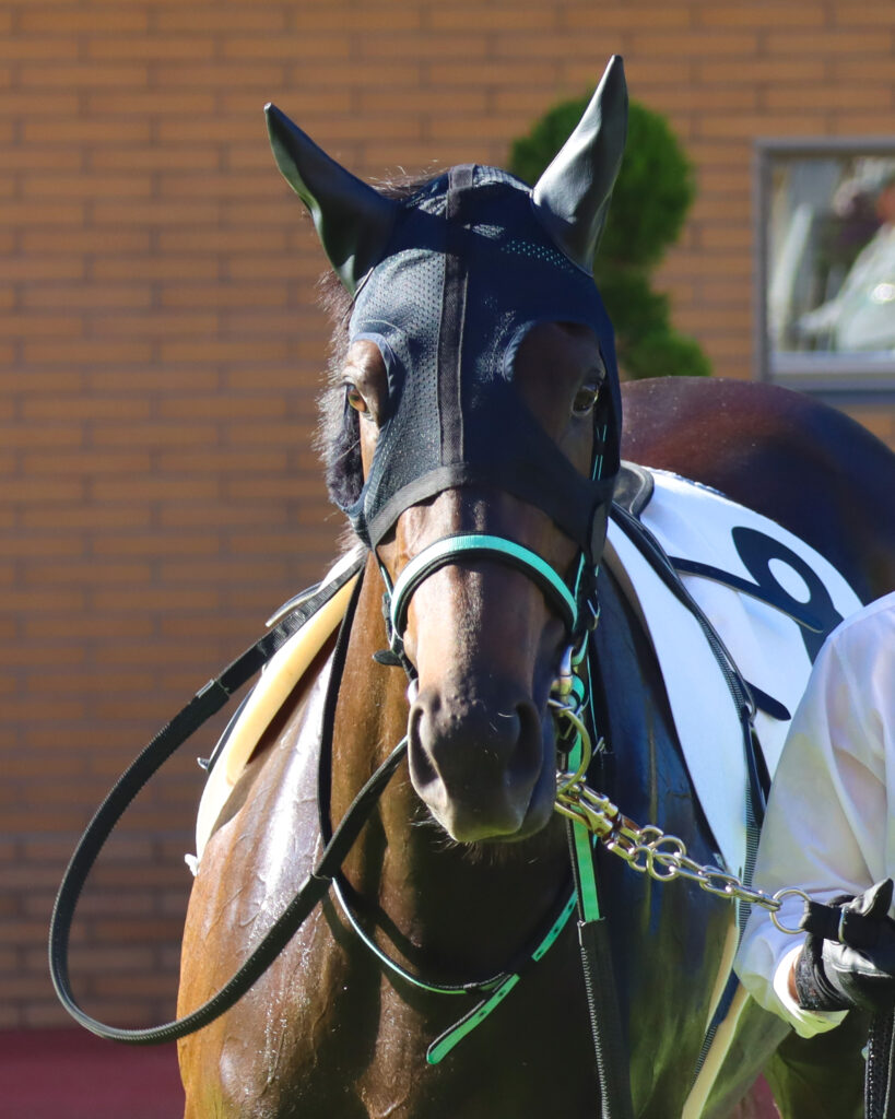 2024年8月17日新潟競馬場の3歳以上1勝クラス、パドックを落ち着いて周回する出資馬シアブリスの姿
